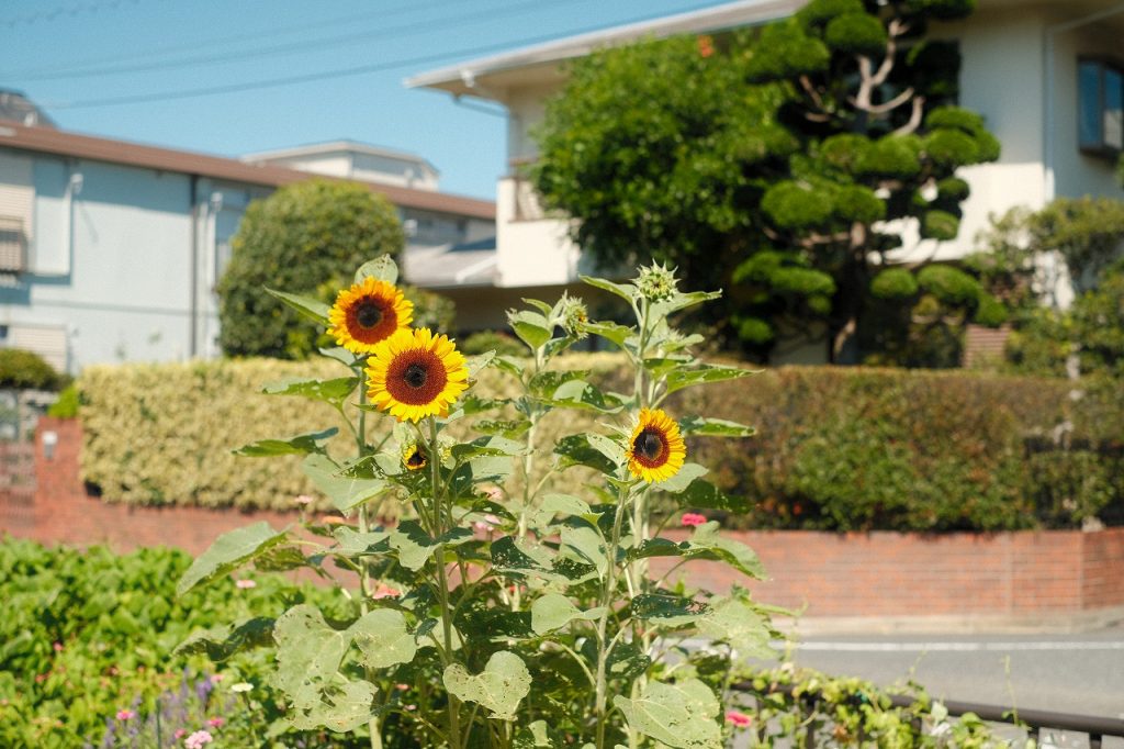 緑道に咲くヒマワリの写真