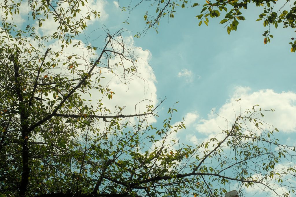 目黒川の桜並木から写す空の写真