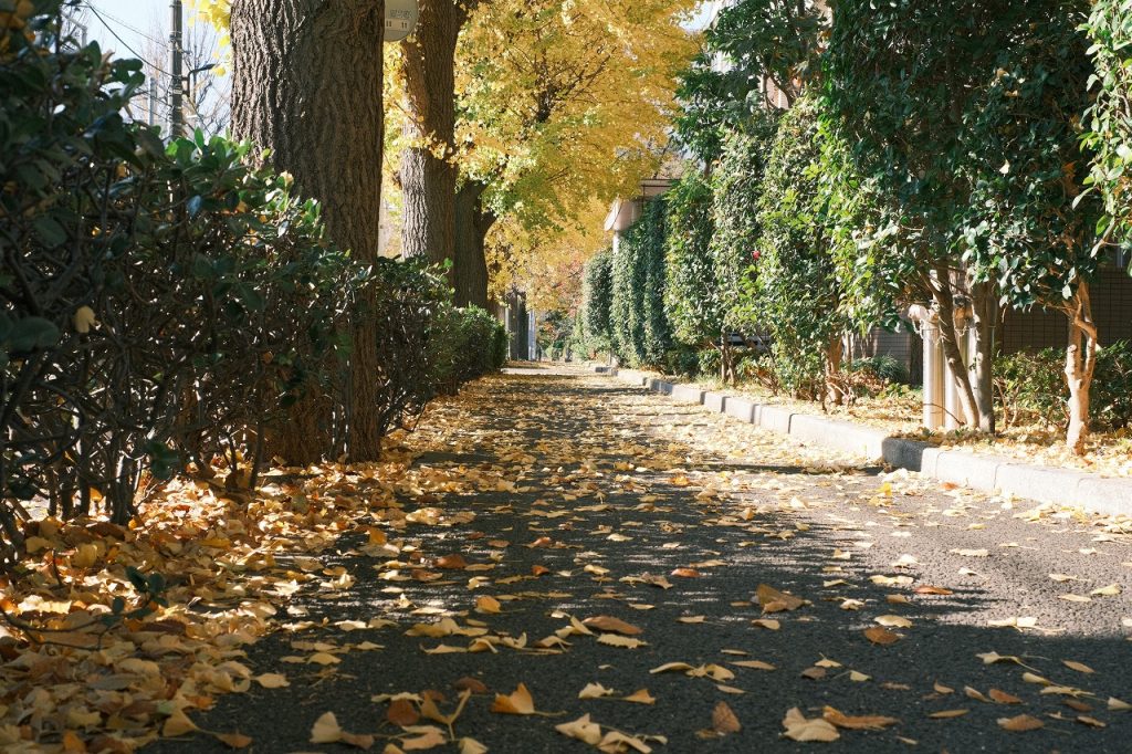 イチョウ並木の歩道