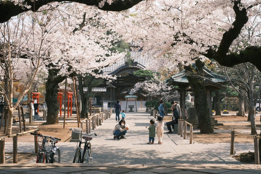 祐天寺の桜の写真