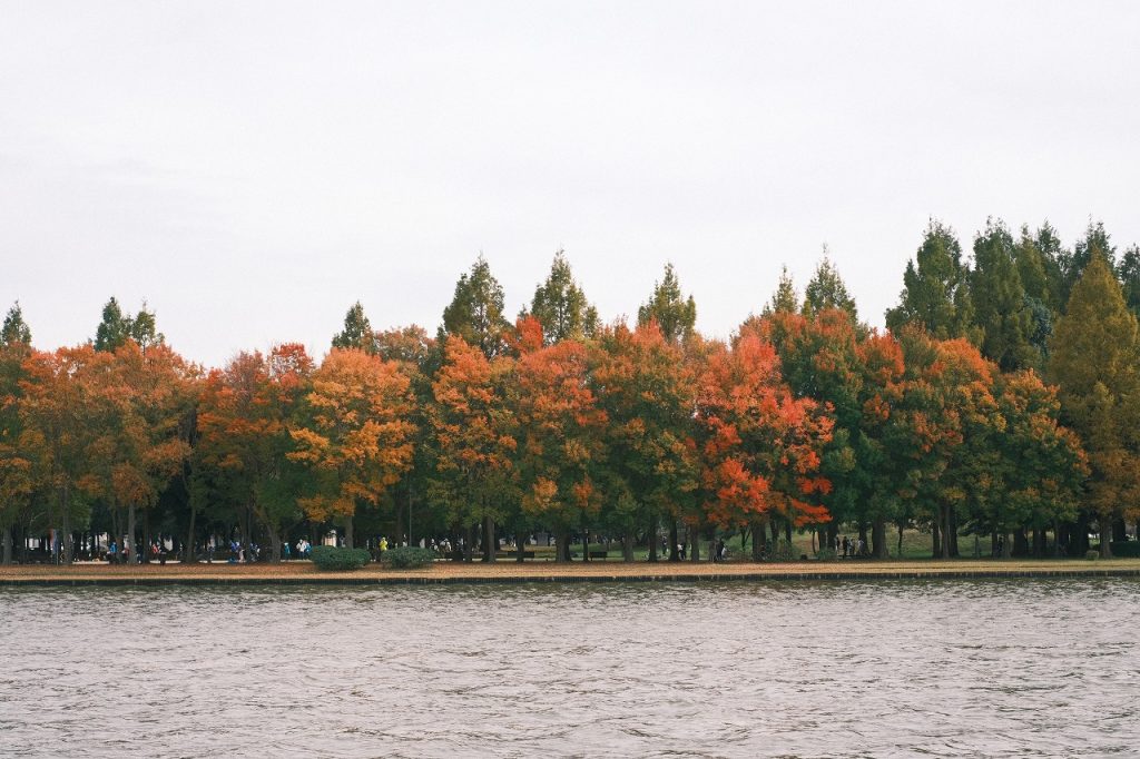 紅葉している木々の写真